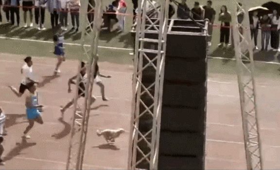 还记得去年运动会得亚军,但被保安拎出去的狗狗吗?今年它又来了