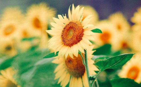 淘宝超级推荐能增加自然流量吗？跟直通车有哪些区别？